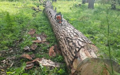 Спил и вырубка деревьев, корчевание пней - Бийск, цены, предложения специалистов