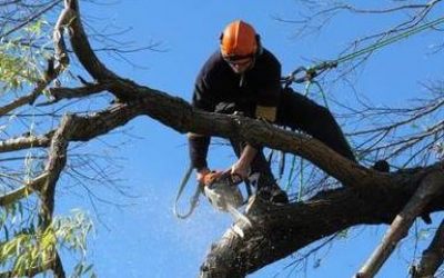 Услуги по спиливанию деревьев и мешающих веток - Барнаул, цены, предложения специалистов