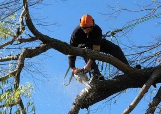Услуги по спиливанию деревьев и мешающих веток стоимость услуг и где заказать - Барнаул