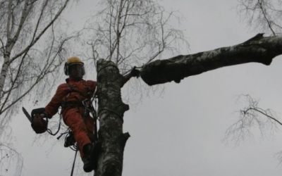 Спил и вырубка деревьев - услуги альпинистов и арбористов - Барнаул, цены, предложения специалистов