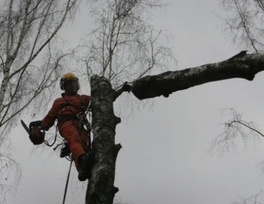 Спил и вырубка деревьев - услуги альпинистов и арбористов стоимость услуг и где заказать - Барнаул