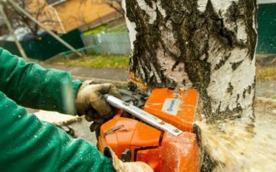Спил и вырубка деревьев промальпинистами - Новоалтайск, цены, предложения специалистов