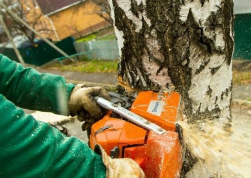 Спил и вырубка деревьев промальпинистами стоимость услуг и где заказать - Новоалтайск