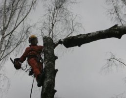 Спил и вырубка деревьев - услуги альпинистов и арбористов