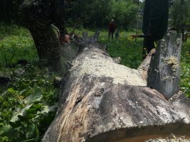 Спил и вырубка деревьев, корчевание пней стоимость услуг и где заказать - Барнаул
